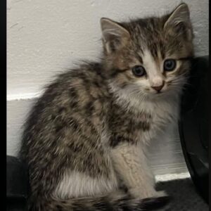 خواهر برادر کوچولو