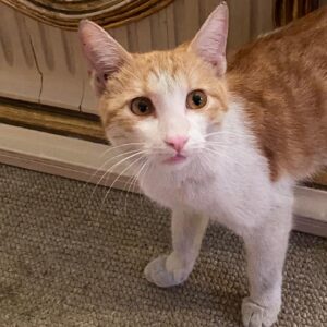 واگذاری بیژن