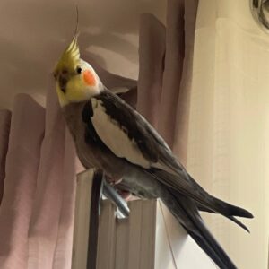 عروس هلندی گمشده