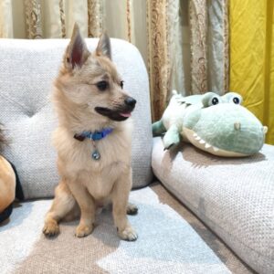 واگذاری سگ اشپیتز پامر