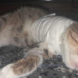 گربهبخاطر عفونت،یکی از دستهایش قطع شده