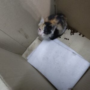 واگذاری بچه گربه