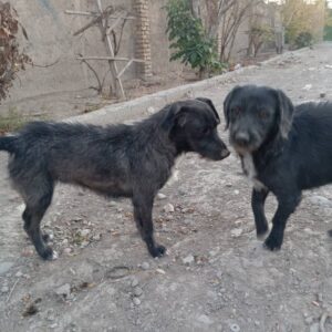 این بچه ها رو دوستم نجات داده اما شرایط نگهداری نداره