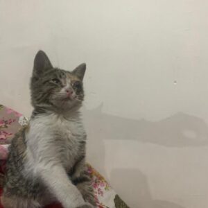 حنا فرشته کوچولو