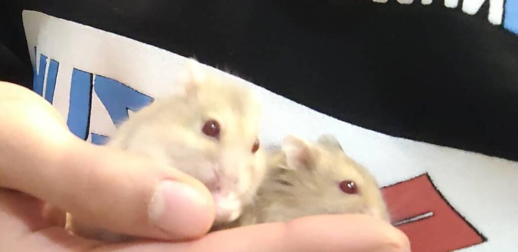 دوتا همستر کمپل ماده