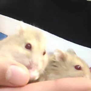 دوتا همستر کمپل ماده