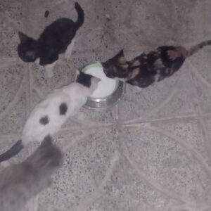 واگذاری رایگان بچه گربه DSH