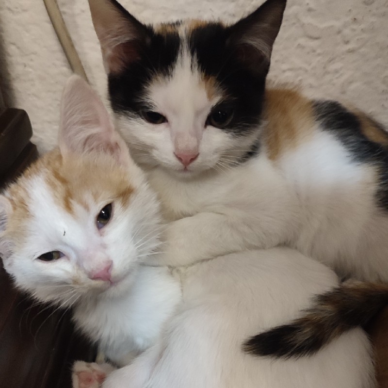 واگذاری بچه گربه