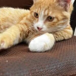 ارسی. دختردوماهه بسیار زیبا مهربون وتوخونه بدنیا اومده