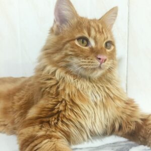 واگذاری رایگان پرشین میکس