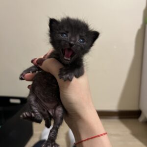 گربه DSH مشکی