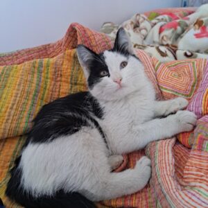 واگذاری گربهdsh