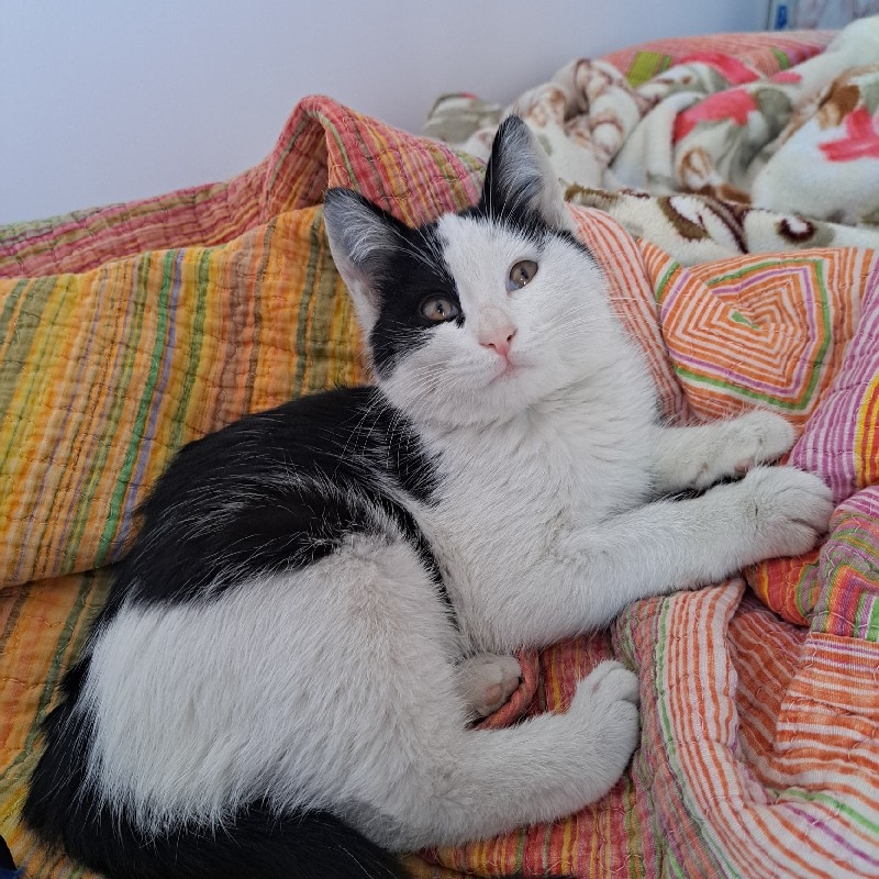 واگذاری گربهdsh