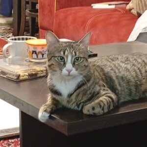 واگذاری گربه خونگی بسیار ناز و شیطون