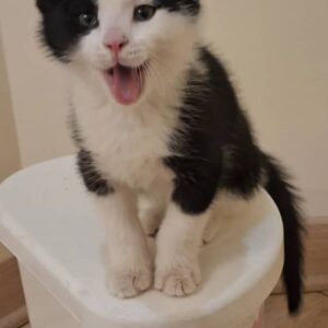 کوچولوی زیبای بی مادر