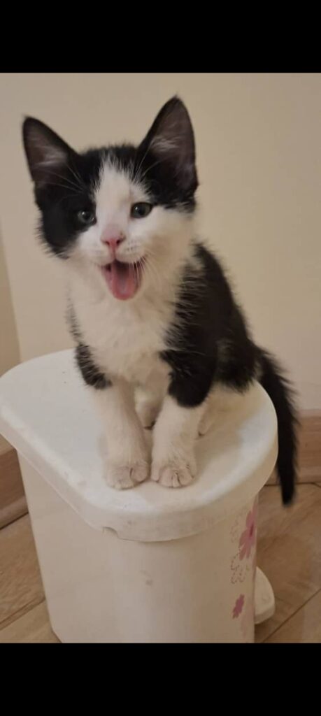 کوچولوی زیبای بی مادر