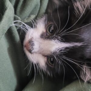 واگذاری رایگان گربه دوماهه