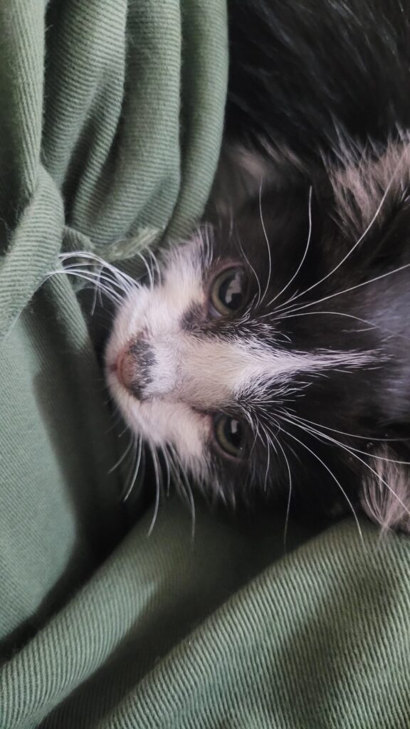 واگذاری رایگان گربه دوماهه