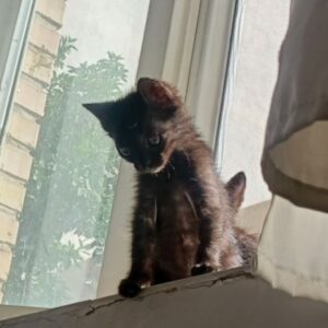 ۲گربه ماده ویک نر ۲ماهه مشکی