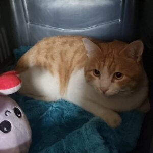 واگذاري كريم مظلوم