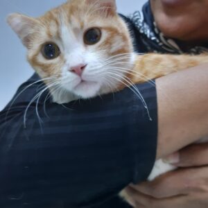 ماده ۸ ماهه عقیم شده