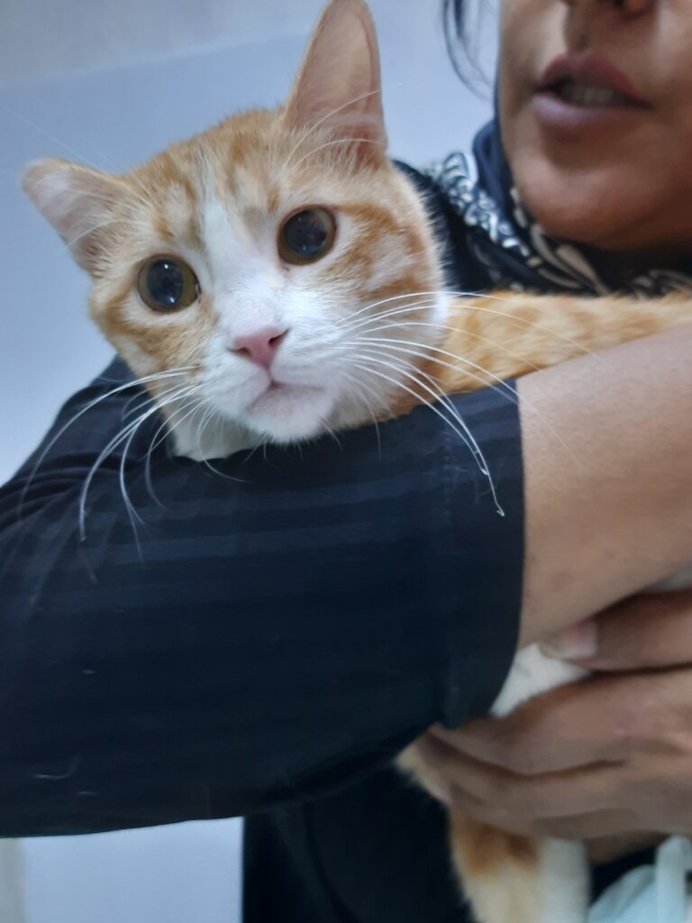 ماده ۸ ماهه عقیم شده