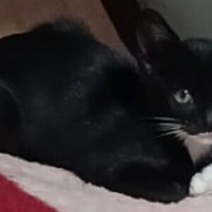 واگذاری رایگان گربه