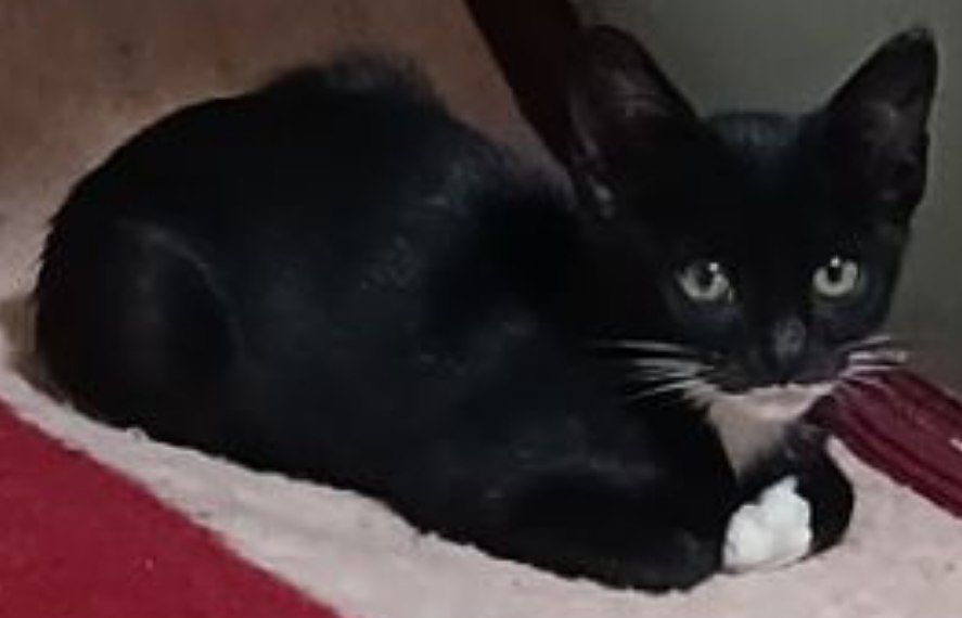 واگذاری رایگان گربه