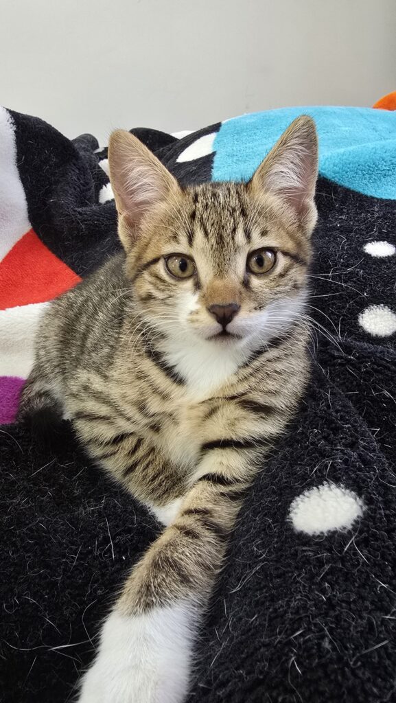 بچه گربه ۲ ماها