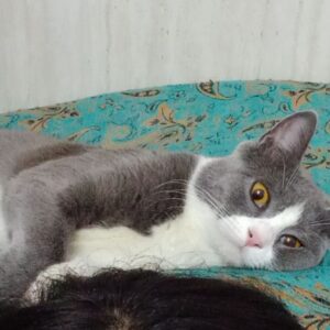 واگذاری گربه بیریتش