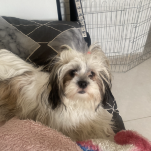 شیتزو شیتزو السا