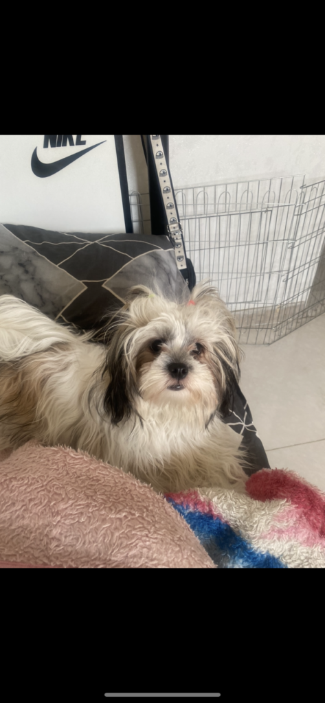 شیتزو شیتزو السا