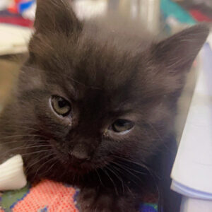 واگذاری رایگان بچه گربه