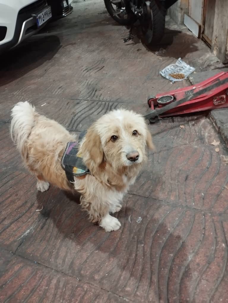 تریر پیدا شده محدوده چهار راه استقلال