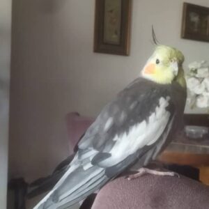 اراضی مصلی 7 برج معلم گمشده