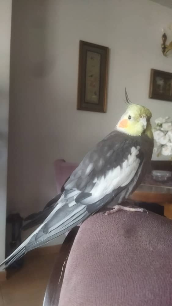 اراضی مصلی 7 برج معلم گمشده