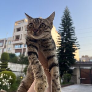 واگذاری قندی خانم گربه ۳ ماهه