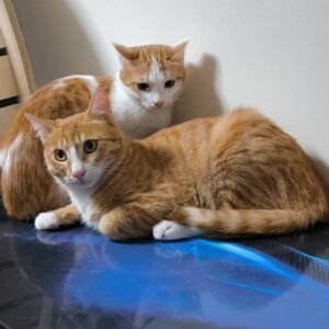 واگذاری موقت