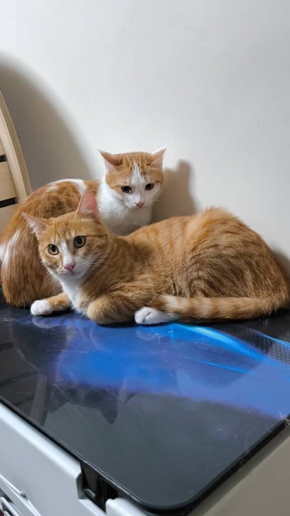 واگذاری موقت