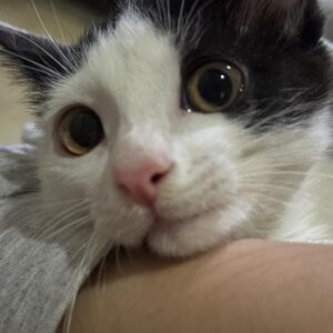 گربه چهار ماهه ماده