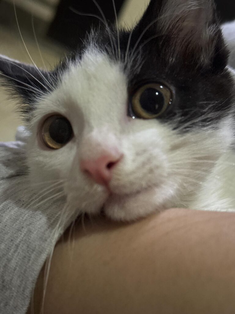 گربه چهار ماهه ماده