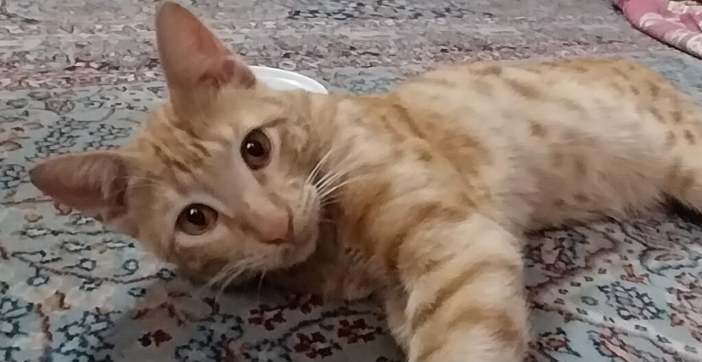 گربه مهربون 😍😍