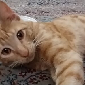 گربه مهربون 😍😍