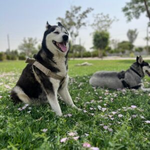 لیا دختر خوشگل