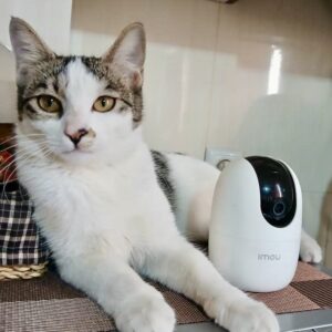 واگذاری رایگان گربه ۳-۴ ماهه