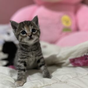 بچه‌گربه‌های ۱ ماهه