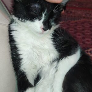 واگذاری گربه تاکسیدو DLH