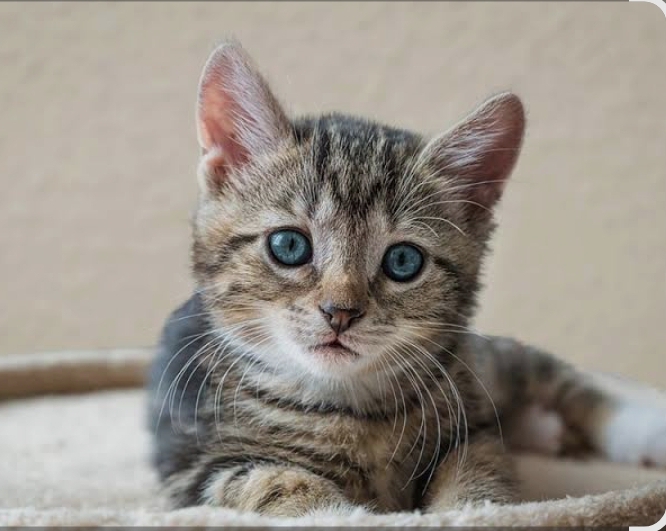 سرپرست گربه