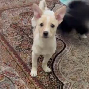 توله سگ میکس