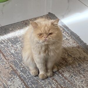 واگذاری پرشین نر